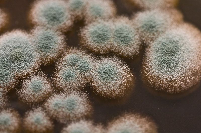 Airborne mould contaminant on TSA media.  Center green area is spore forming where the white edges are not