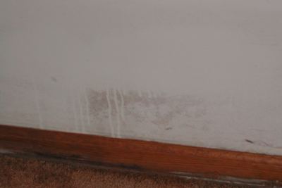 Basement apartment wall with mold on painted gypsum board and carpet