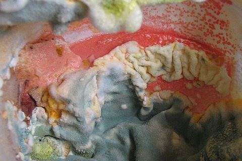 Close-up of colourful mould growth